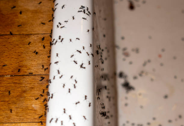 Best Pest Control Near Me in Allendale, SC